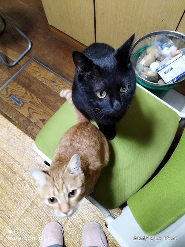 きび動物クリニックの写真