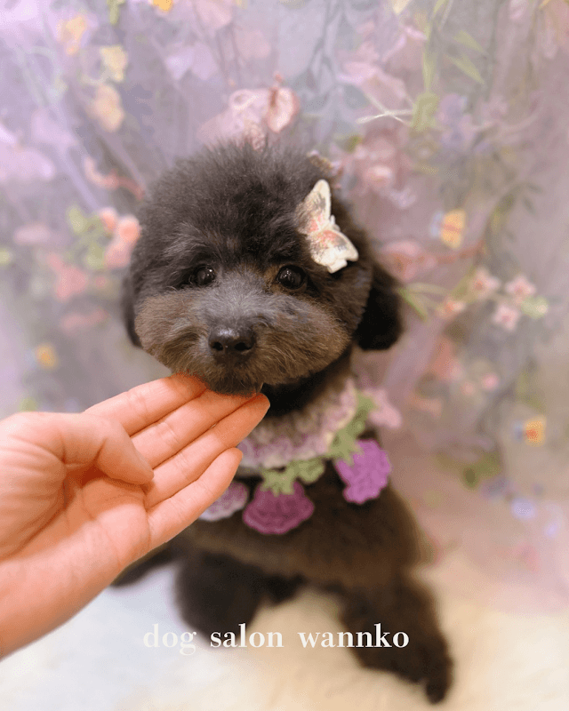 ドッグサロン わんこの写真