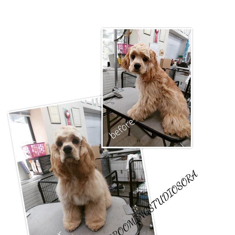 グルーミングスタジオ ソラの写真