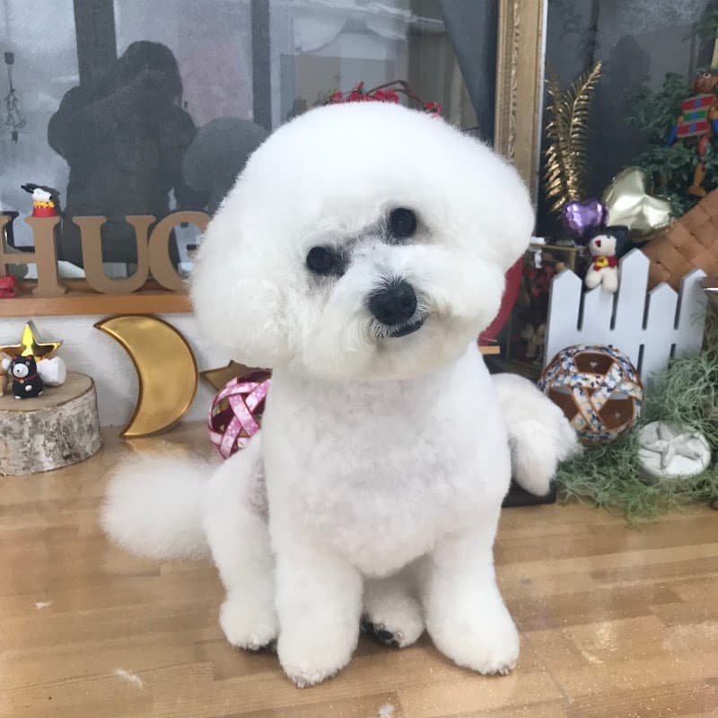 トリミングサロン HUG YOUの写真1