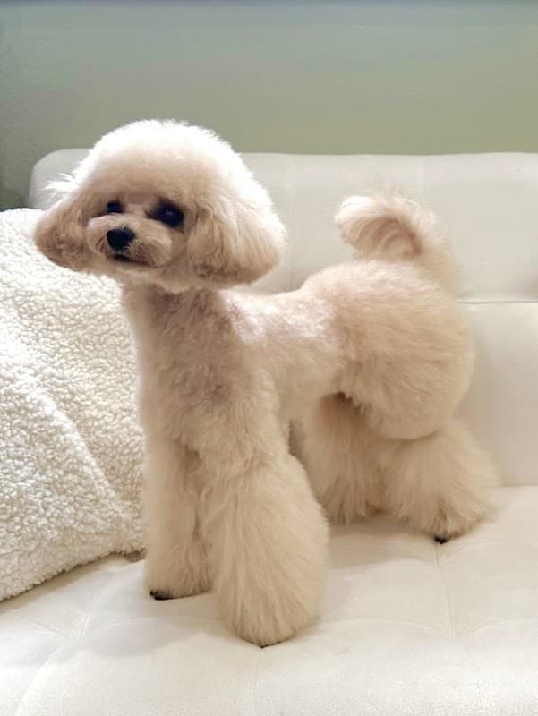 Dog Salon Cherieの写真1