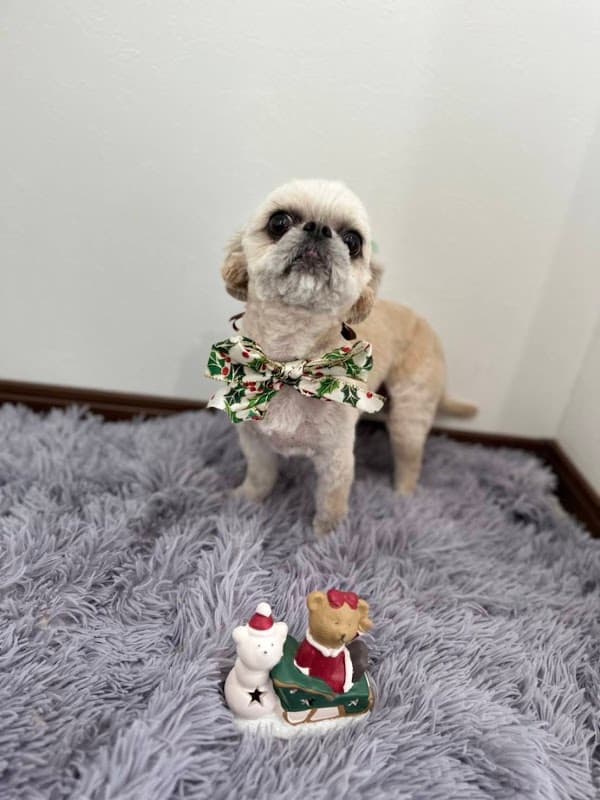 dog care salon Oeuf(ドッグケアサロン ウフ)の写真