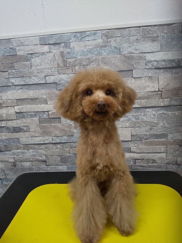 犬の美容室スプランディードの写真