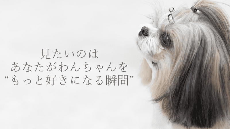 Dog salon Bebegim‐ドッグサロンべべイム‐の写真