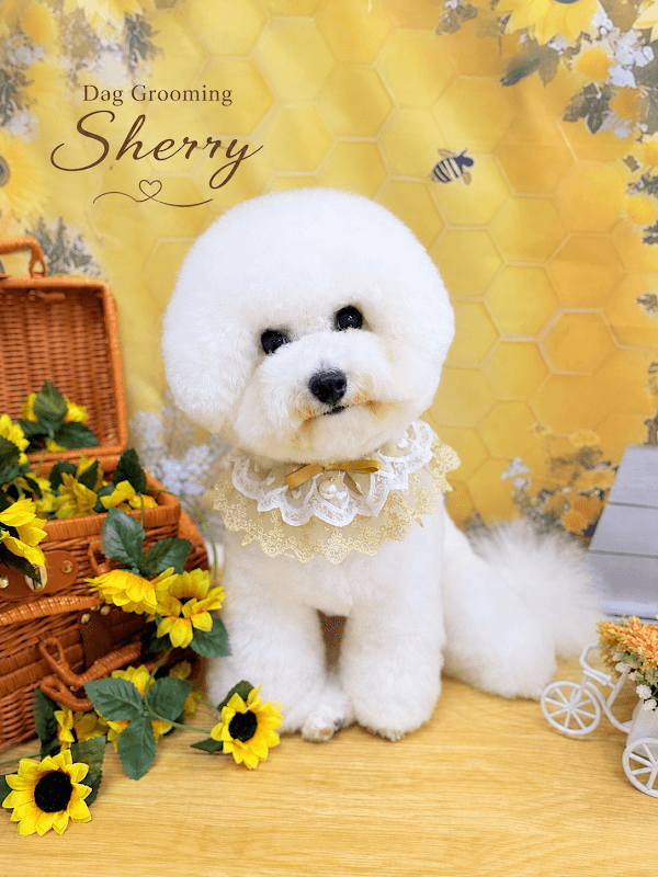 Dog Grooming sherry ドッググルーミングシェリーの写真
