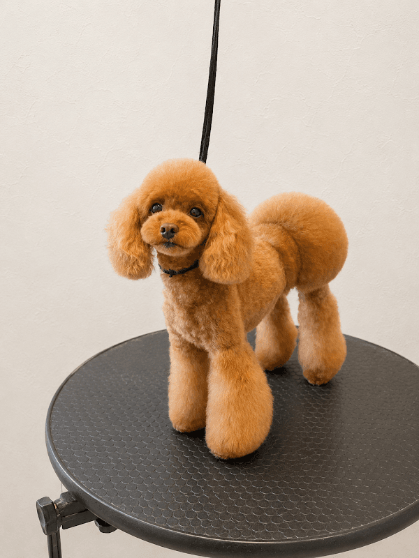 Wan Link ~ESSE Pet Care Salon~の写真