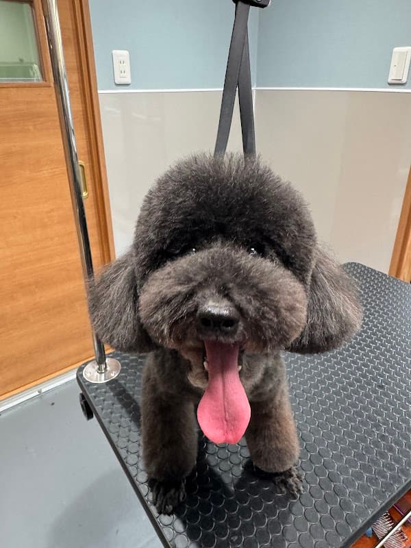 Dog salon Rikuの写真