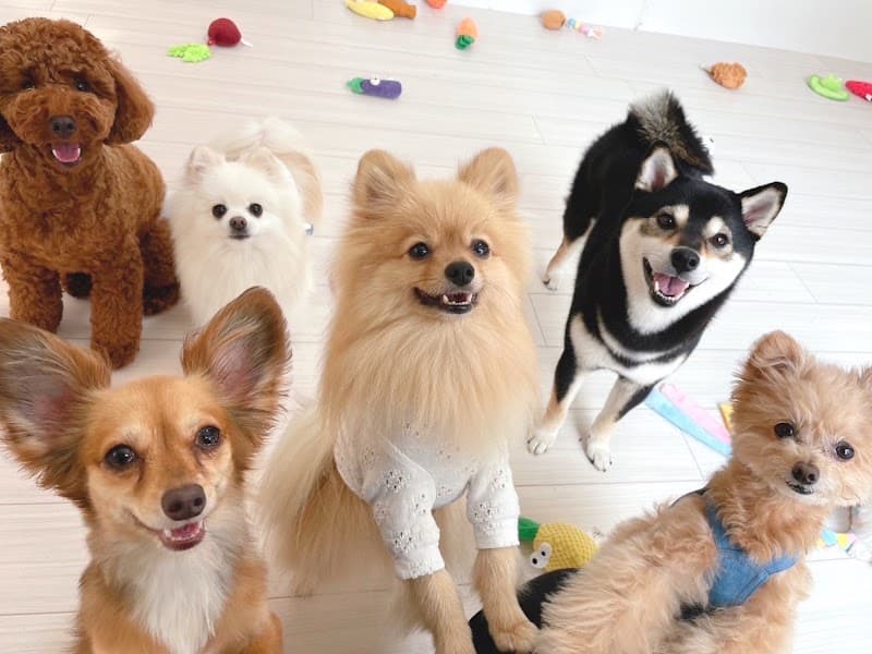 Dog.Lavie(ラヴィ)の写真