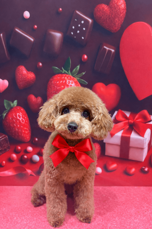 dogsalon Cotton Flowerの写真