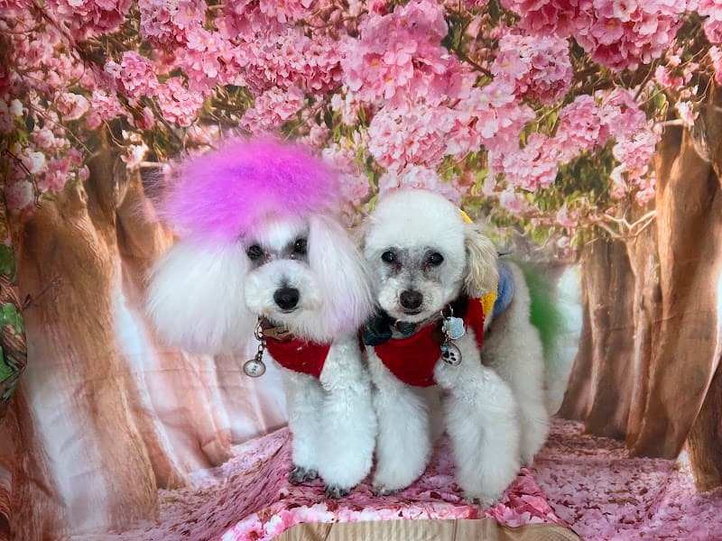 ペットサロン シュシュコパンの写真