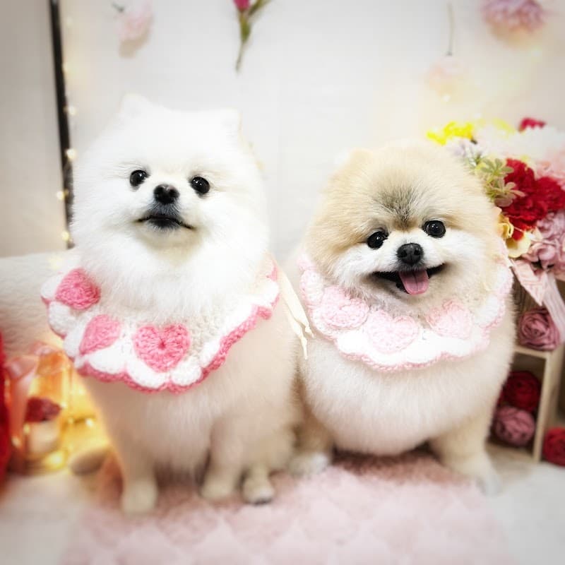 ワンダーランドの写真