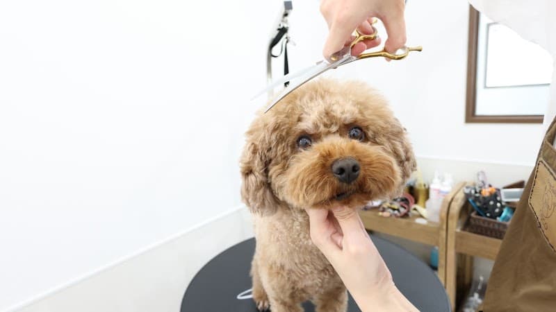 Dog Salon COCOの写真