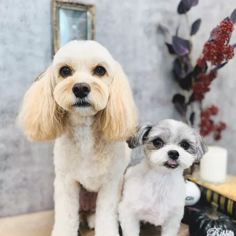 DogSalon TENの写真1