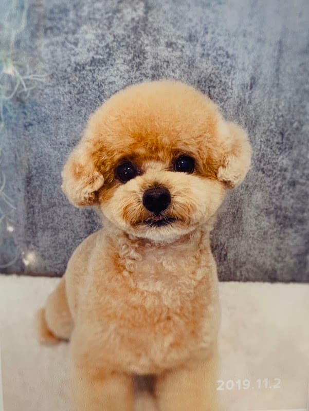 DogSalon TENの写真2