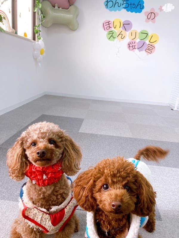 トリミングサロン&セルフウォッシュ リフレ桜ノ宮の写真