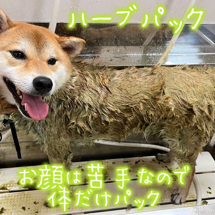 犬のとこやおての写真2
