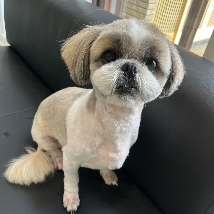 犬のとこやおての写真3