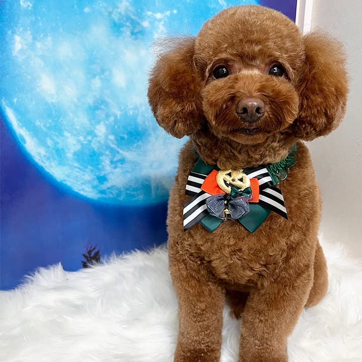 犬のとこやおての写真4