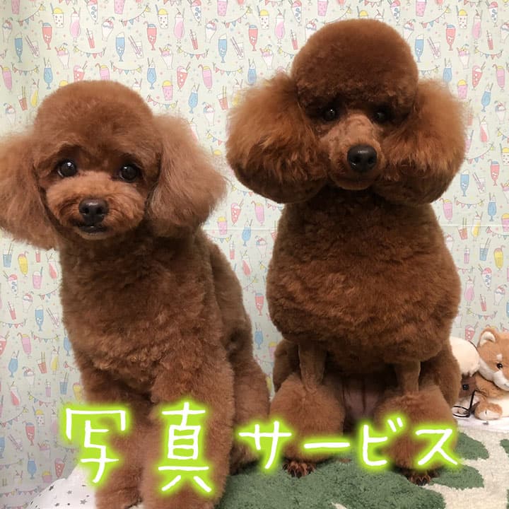 犬のとこやおての写真5