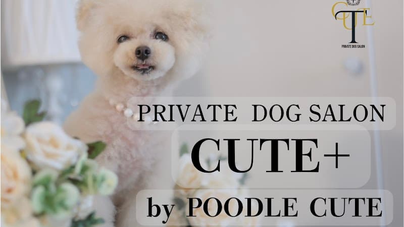 CUTE+ by POODLECUTE/プライベートドッグサロン(ケージフリー・フォトブース)の写真