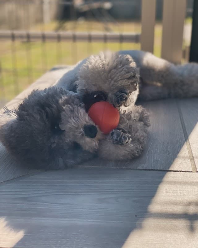 Dog salon Nicotto (にこっと)の写真