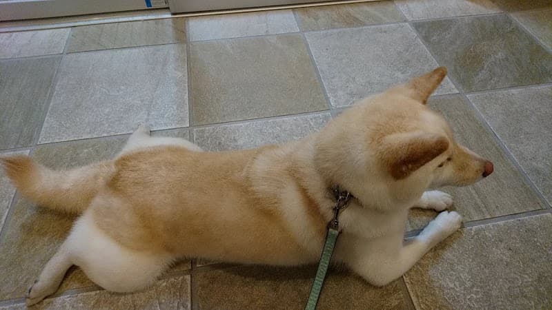 ほき動物クリニックの写真