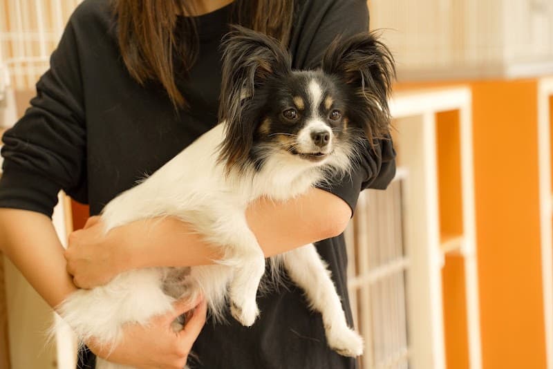 室内ドッグラン・ペットホテル DOG TALES(ドッグテイルズ)の写真