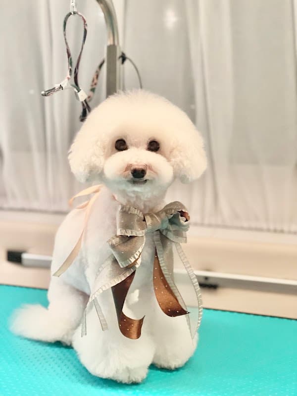 DOGSALON MEE'Sの写真