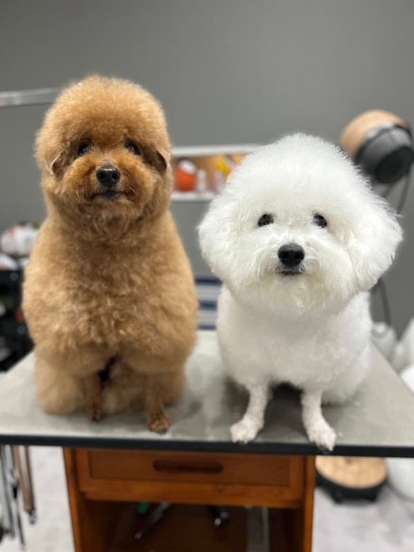 dog spa NOOKの写真1