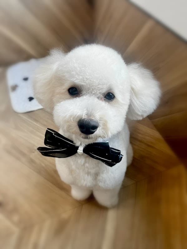 DOGSALON なでの写真
