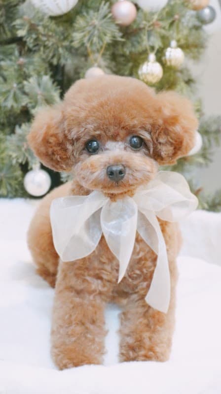 dogsalon petit a petitの写真