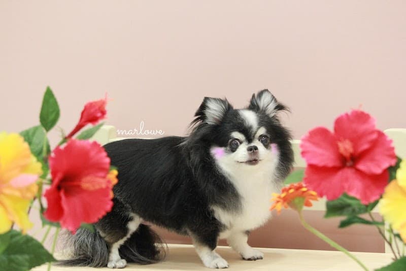 marloweの写真3