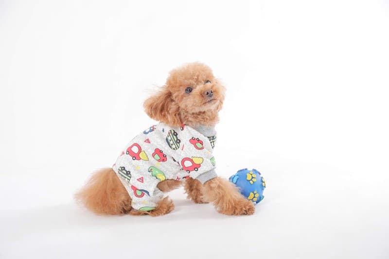 Posh Puppiesの写真