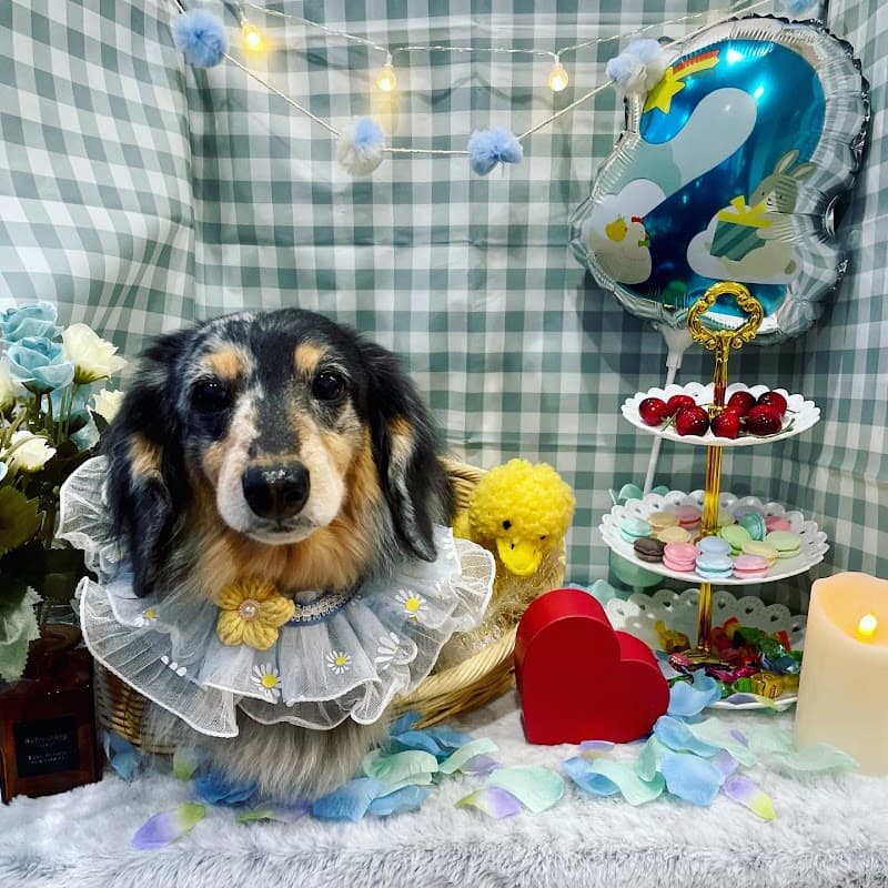 ドッグサロン エーファム(dog salon A fam)の写真