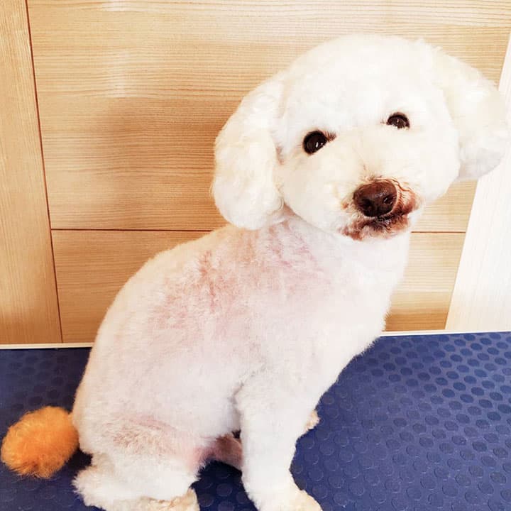 dog salon kuroNuの写真3
