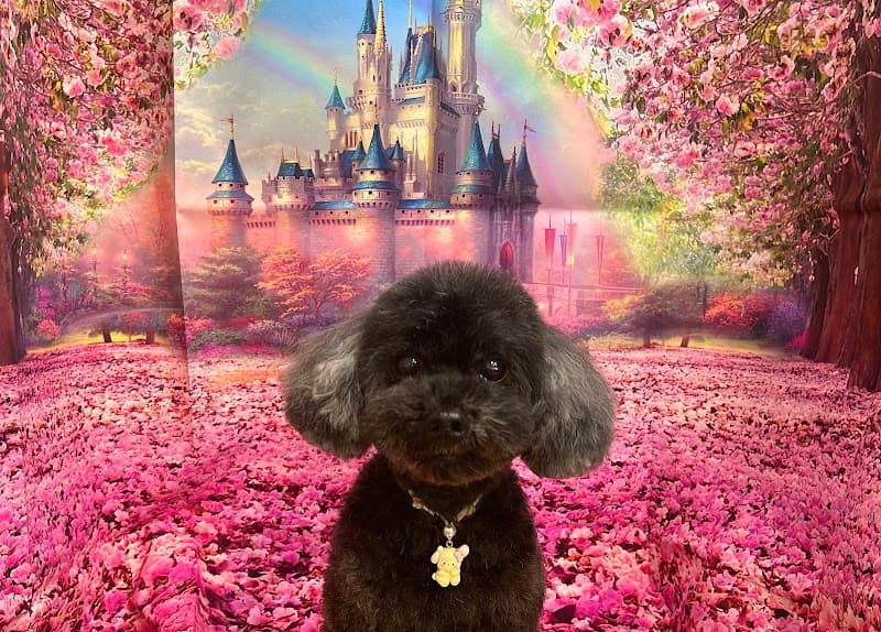 Dog Salon しっぽびよりの写真