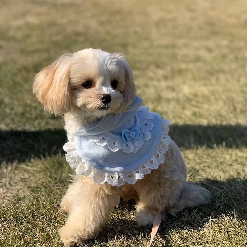 おりこうさん犬猫美容室の写真