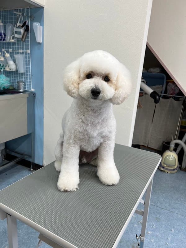 TrimmingSalon TRIMUの写真