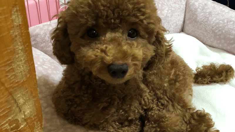 犬の美容室・わんピースの写真