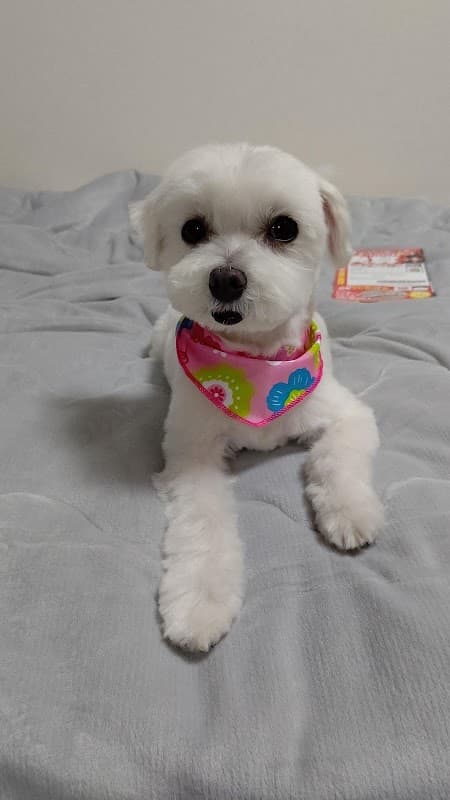 DogSpaSalonパチャママの写真3