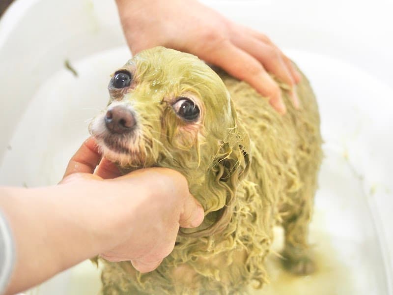 Moppy -dog grooming house-の写真