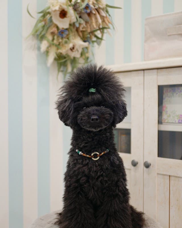 Dog Salon Aoの写真1