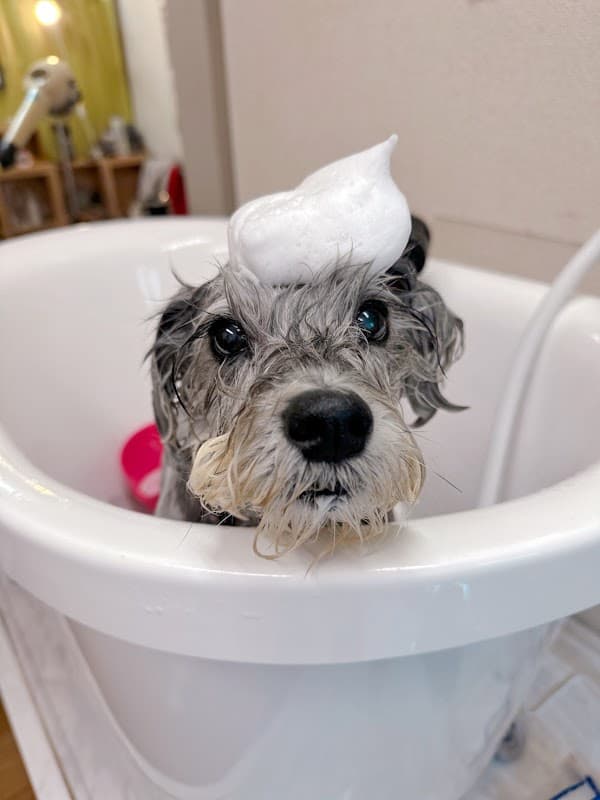 Sunny Dog Villa EBISUの写真3