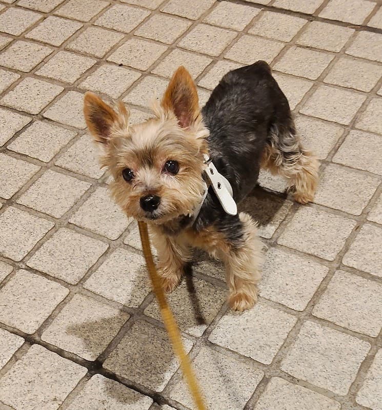 Sunny Dog Villa EBISUの写真5