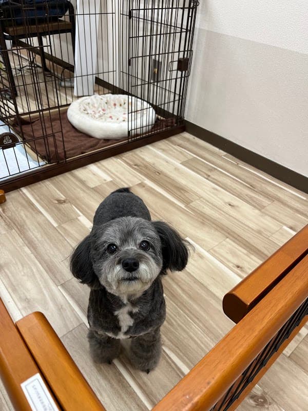 Dog Salonムックの写真