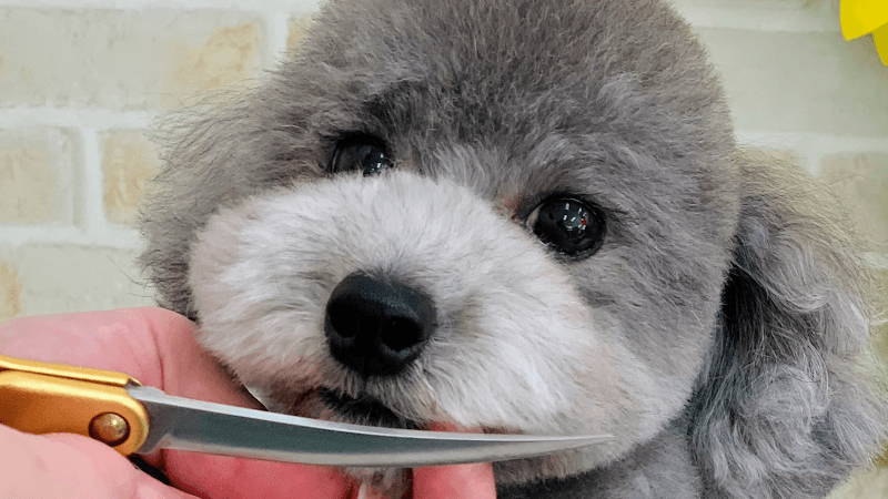 ドッグサロン ドゥドゥの写真