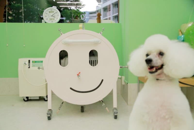 タバタバオールザトリミングスの写真