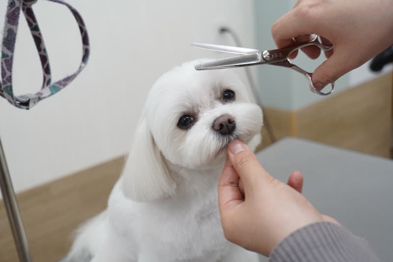 トリミングサロン つなぐの写真5