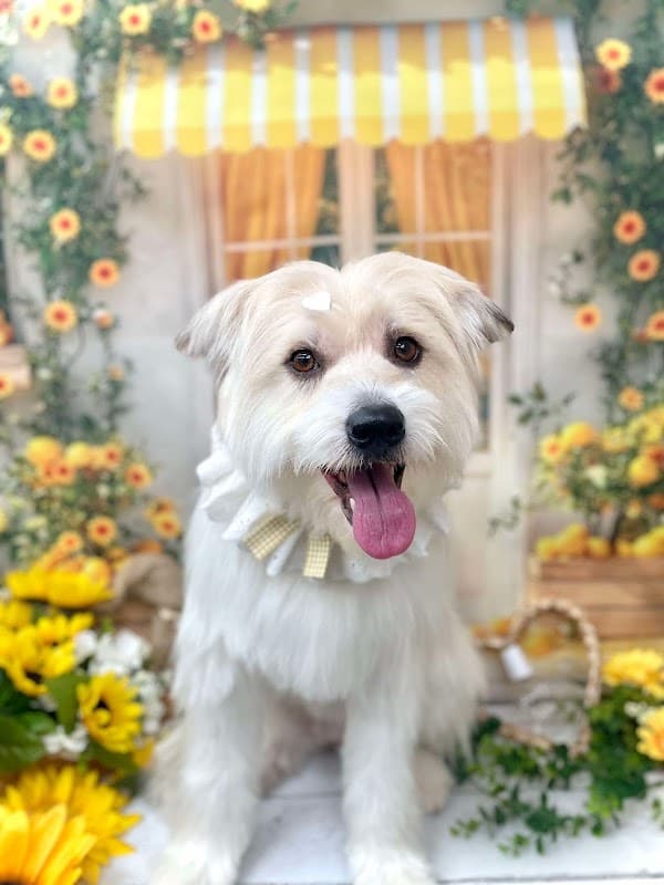 happy tails dog salon ハッピーテイルズの写真