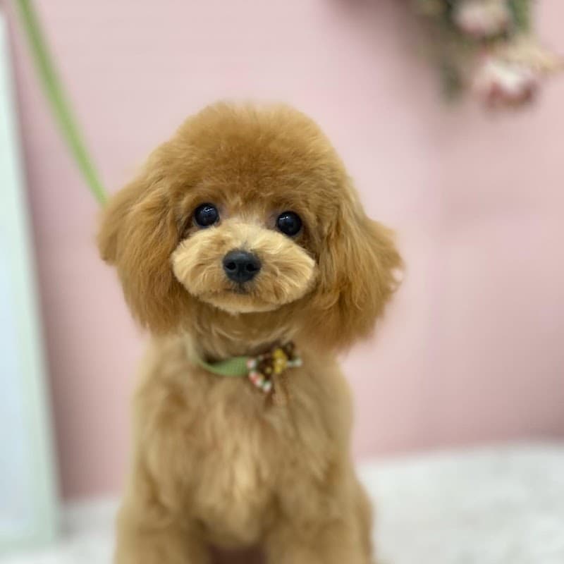 トリミングサロンブルーム麻布台店 Trimming Salon Blume Azabudaiの写真2